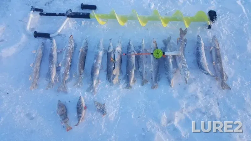 Perch, Pike — Respublika Buryatiya, Barguzinskiy rayon, Feb 01, 2019