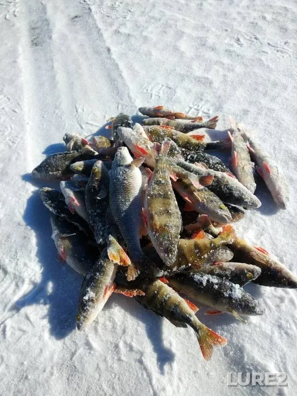 Perch, Roach — Gusinoye, Feb 16, 2019