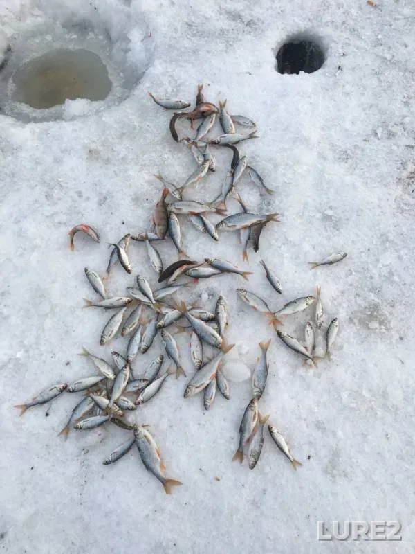 Perch, Roach — Torma, Mar 03, 2019