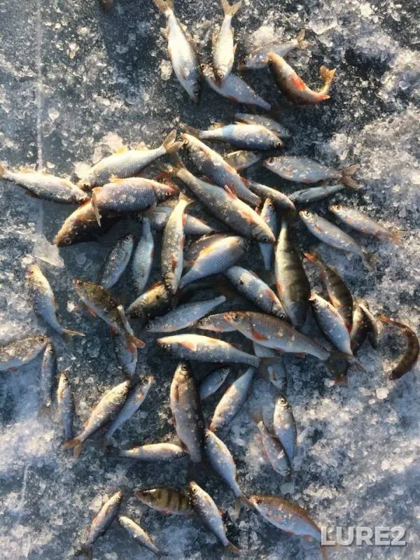 Perch, Roach — Respublika Buryatiya, Kabanskiy rayon, Mar 02, 2019