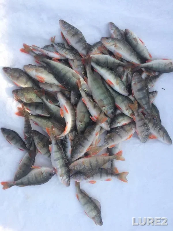 Perch — Baykal, Mar 02, 2019