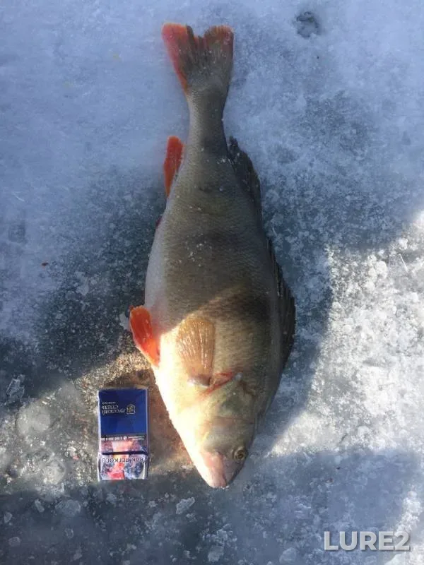 Perch — Baykal, Mar 02, 2019