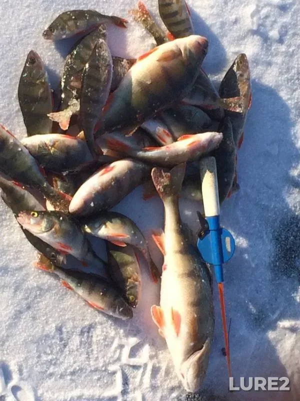 Perch — Gusinoye, Feb 24, 2019