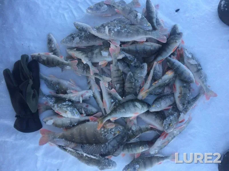 Perch — Baykal, Feb 21, 2019