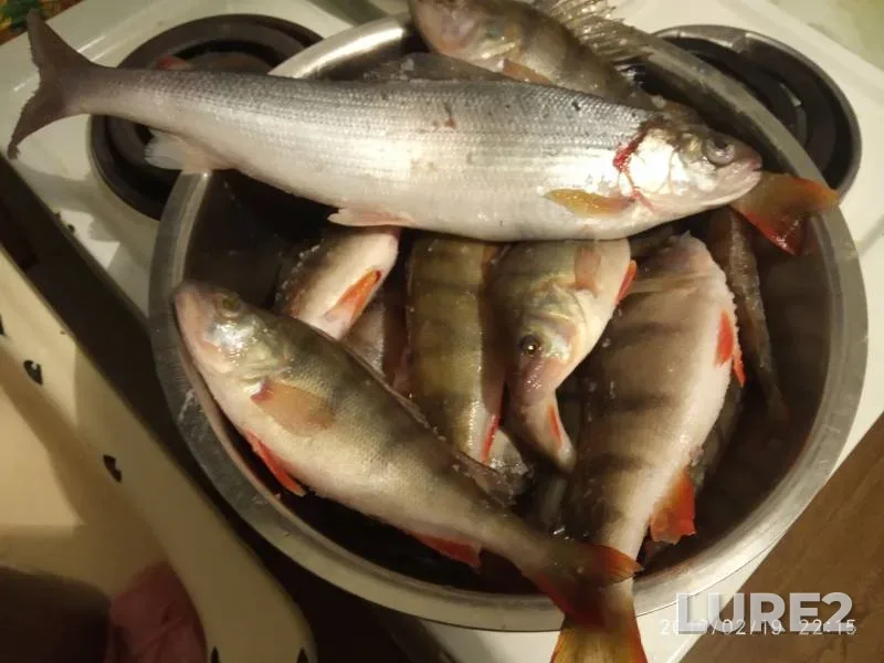 Perch — Baykal, Feb 20, 2019