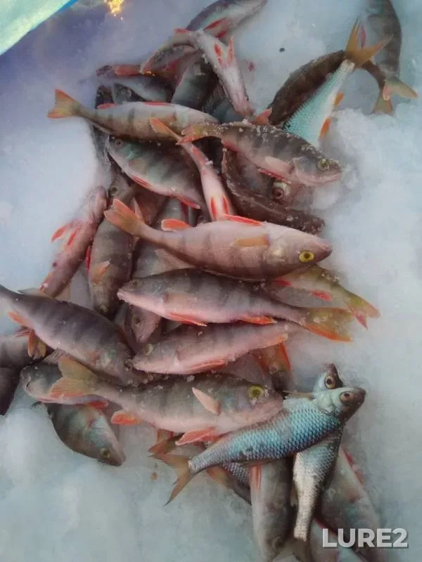 Perch, Roach — Torma, Jan 24, 2019