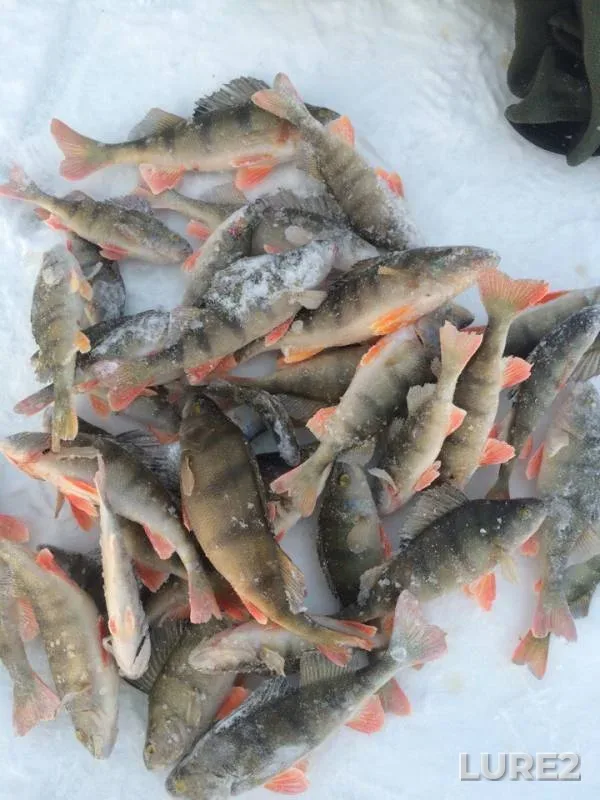 Perch — Baykal, Jan 12, 2019