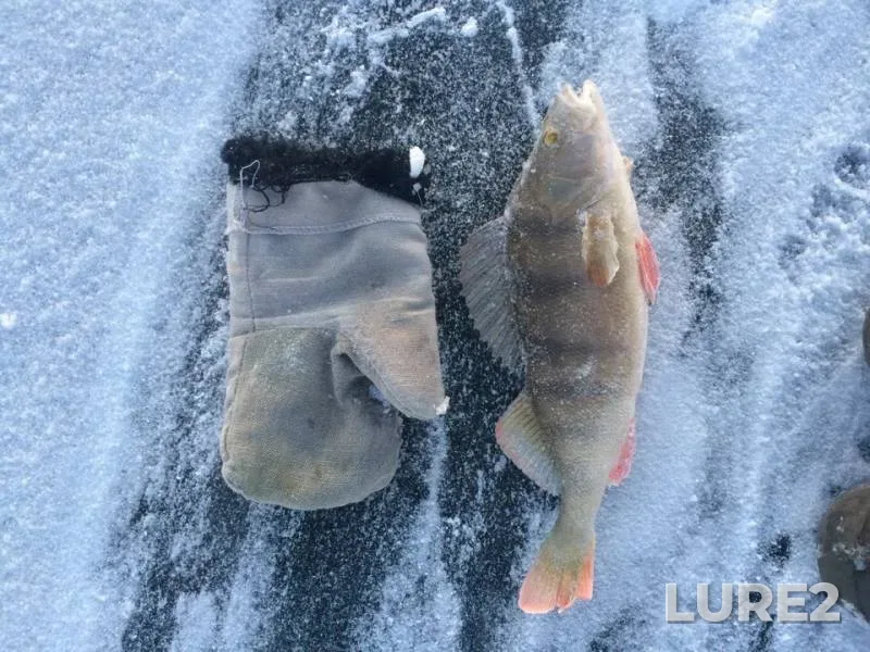Perch — Respublika Buryatiya, Kabanskiy rayon, Jan 05, 2019