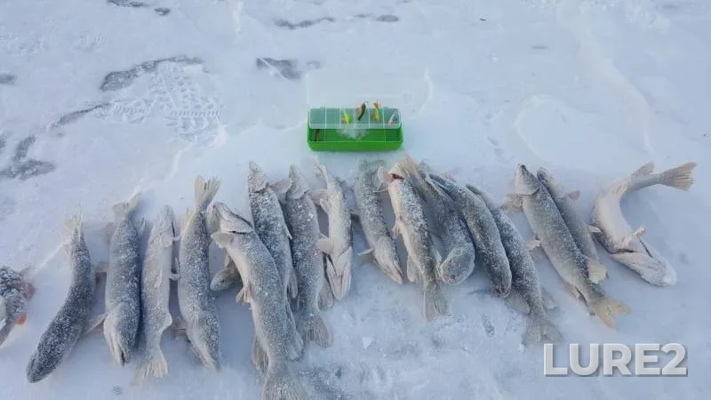 Pike — Respublika Buryatiya, Barguzinskiy rayon, Jan 04, 2019