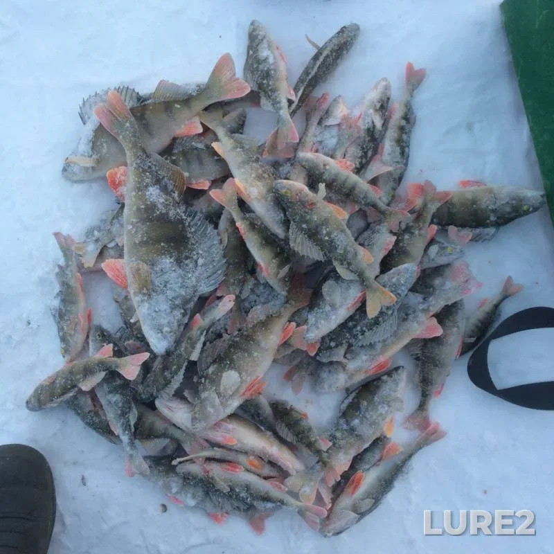 Perch — Baykal, Dec 30, 2018