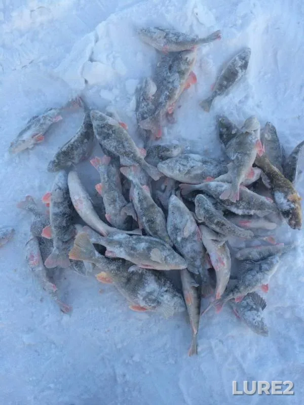 Perch — Baykal, Dec 25, 2018
