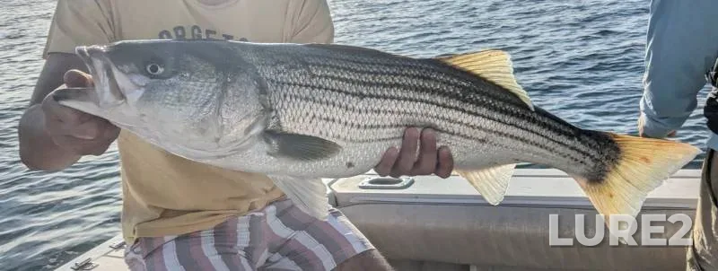Striped bass — Massachusetts, Essex County, Aug 12, 2018