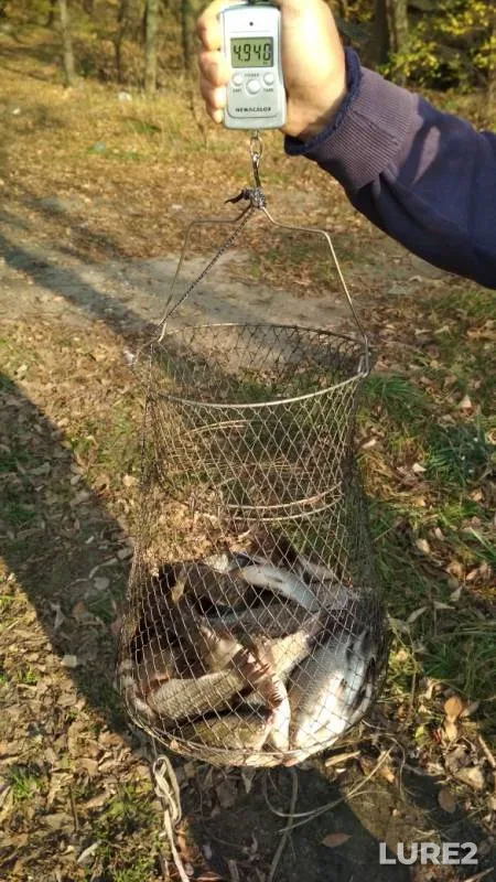Crucian carp, Roach — Voronezhskoye, Oct 20, 2019