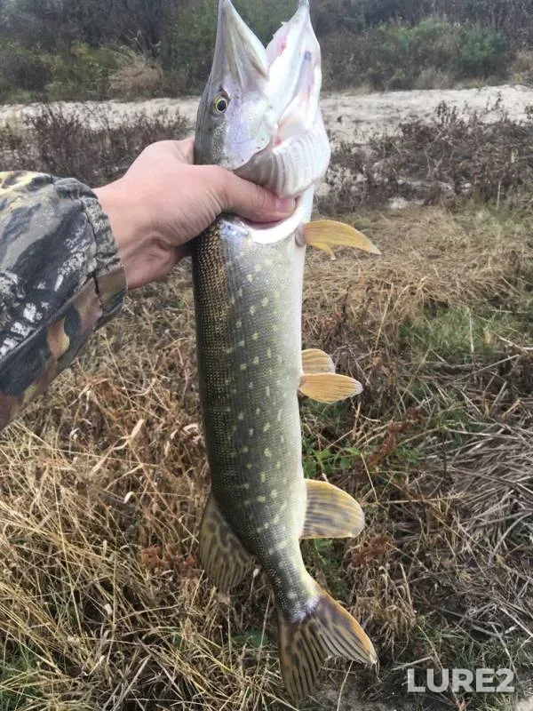 Pike — Don, Oct 06, 2019
