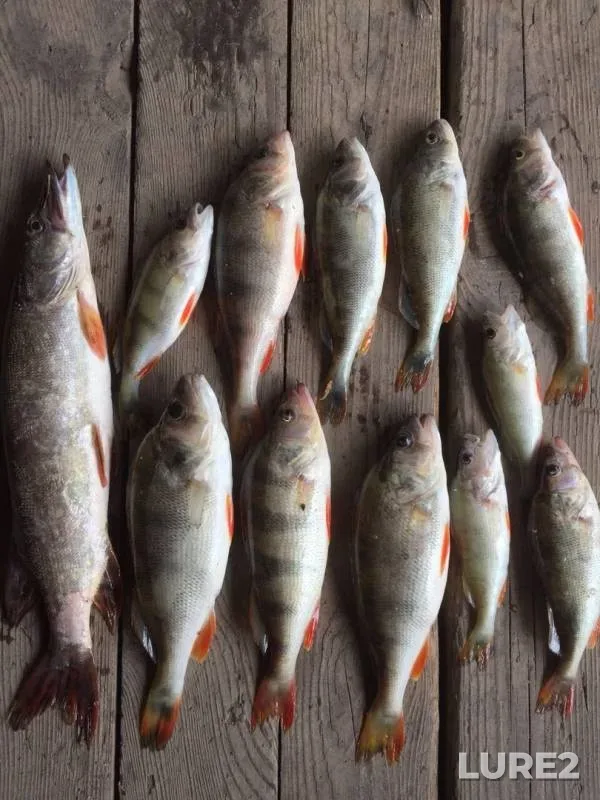 Perch, Pike — Don, Sep 05, 2019