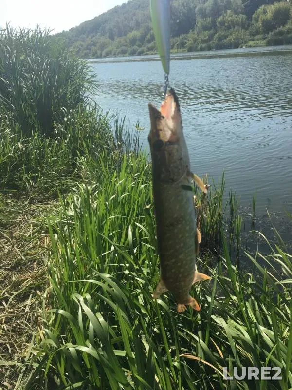 Pike — Don, Sep 05, 2019