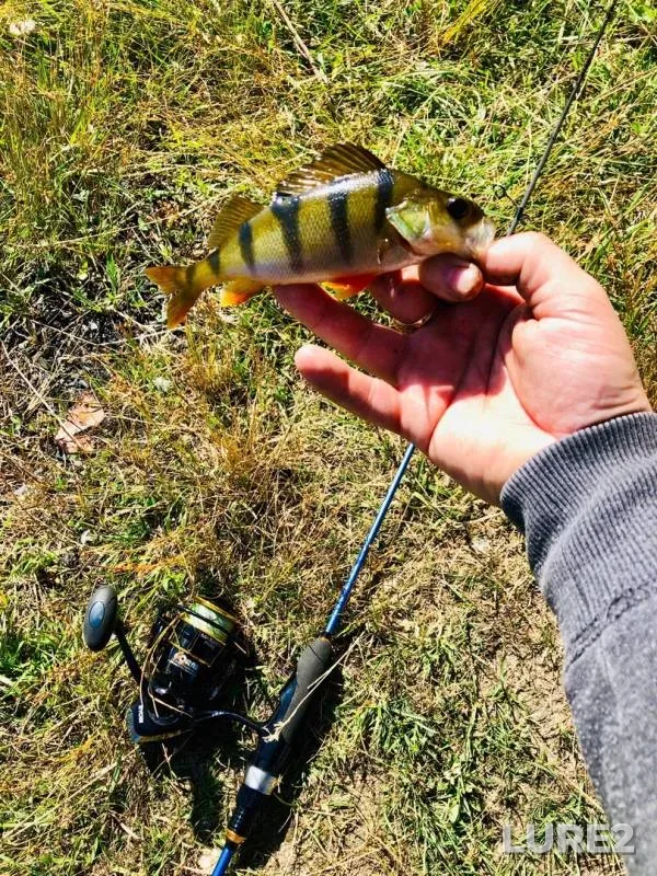 Perch, Roach — Voronezh, Jul 18, 2019