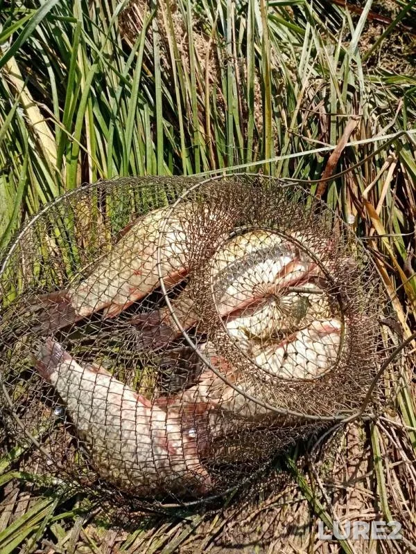 Crucian carp — Voronezh, Jun 10, 2019