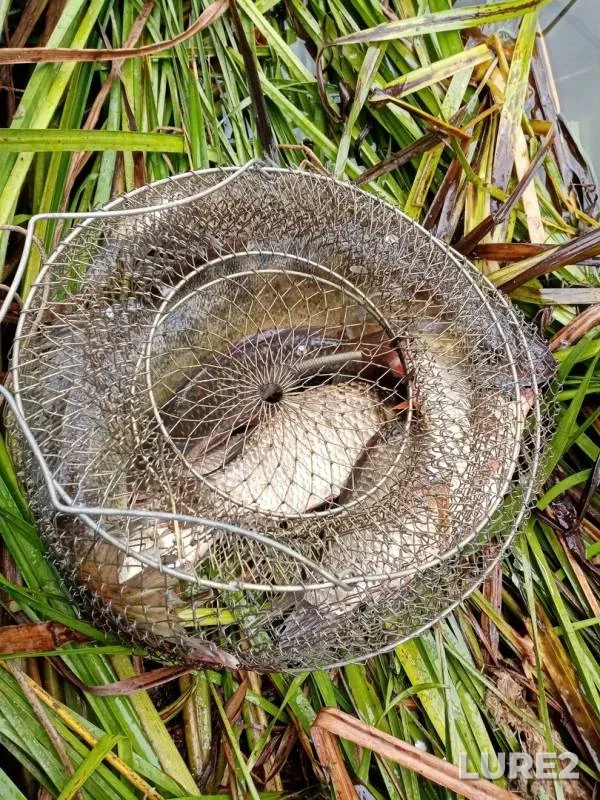 Crucian carp, Zander — Voronezh, Jun 16, 2019