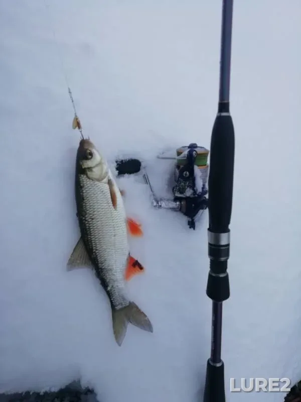 Asp, Perch — Voronezh, Jan 30, 2019