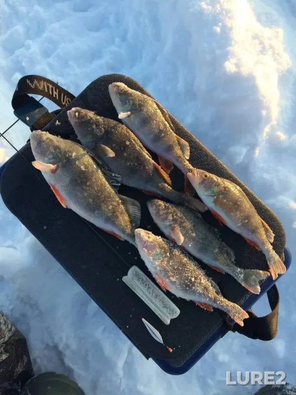 Perch — Lipetskaya oblast, Jan 13, 2019