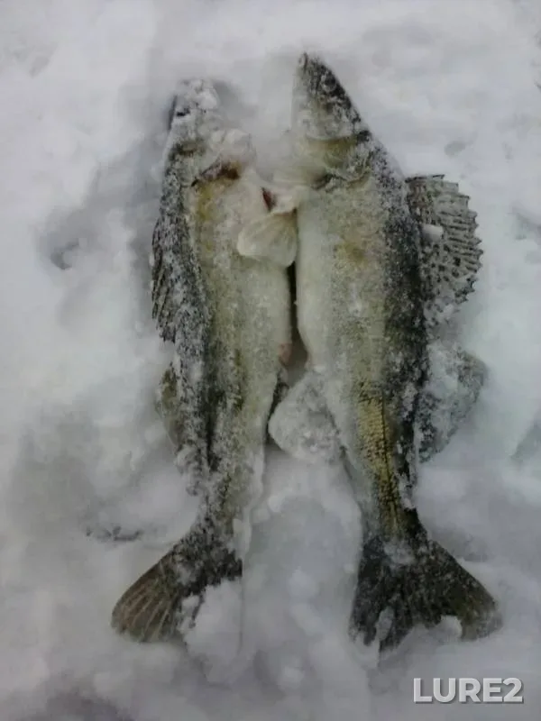 Zander — Voronezh, Dec 22, 2018