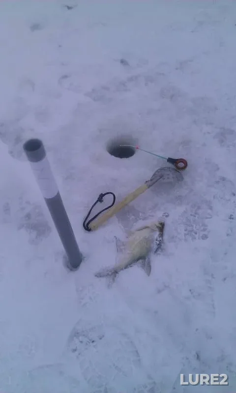 Bream — Penzenskoye, Dec 09, 2016