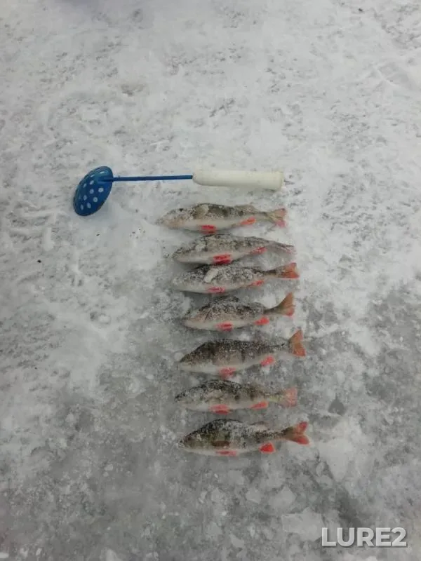 Perch — Voronezhskoye, Dec 19, 2018