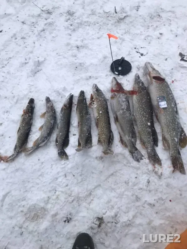 Pike — Bityug, Dec 10, 2018