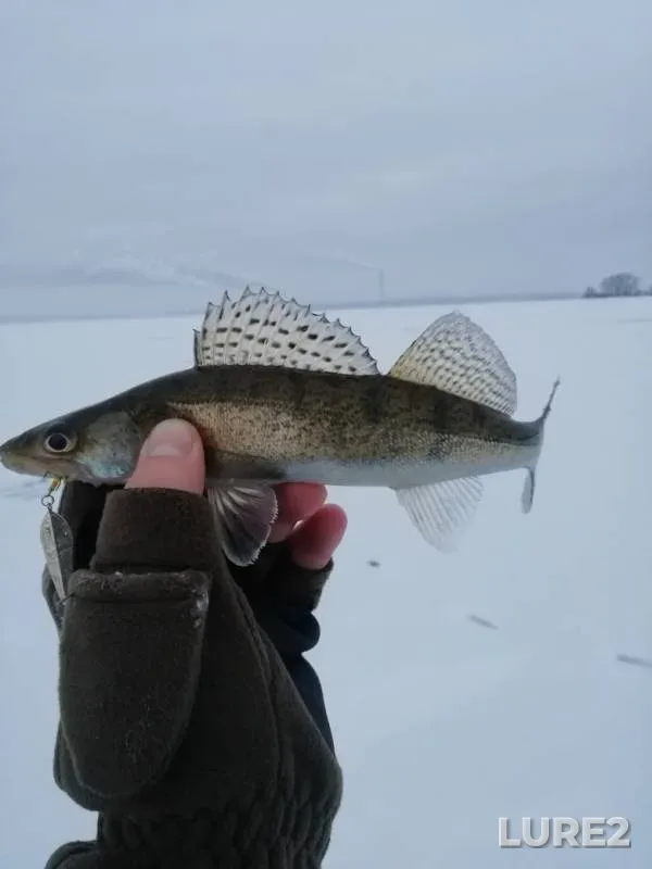 Perch, Zander — Matyrskoye, Nov 28, 2018