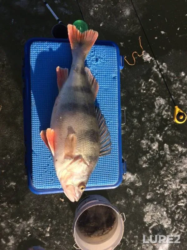 Perch — Voronezhskaya oblast, Nov 27, 2018