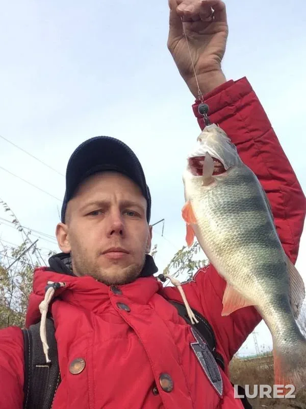 Perch — Don, Nov 15, 2019