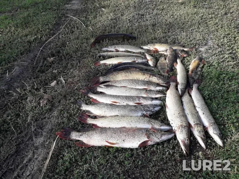 Pike — Rostovskaya oblast, Nov 15, 2019
