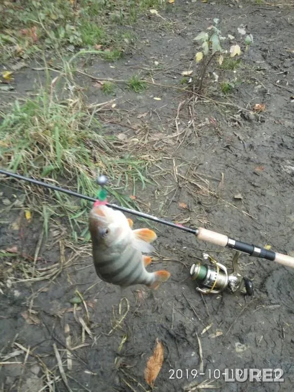 Perch, Pike — Don, Oct 19, 2019