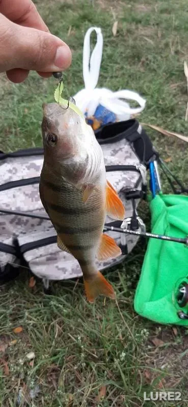Perch — Don, Oct 08, 2019