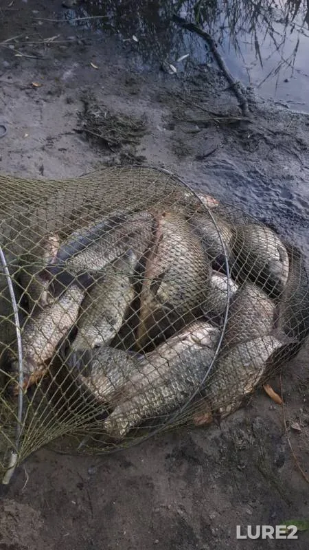 Carp, Crucian carp — Rybkhozovskiy kanal, Jul 24, 2019