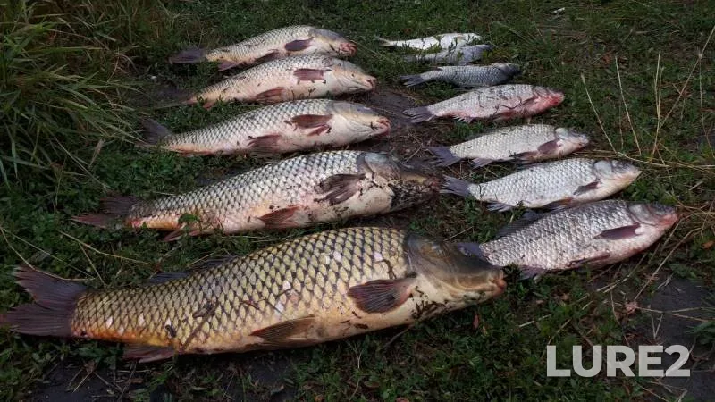 Crucian carp — Rybkhozovskiy kanal, Jul 14, 2019