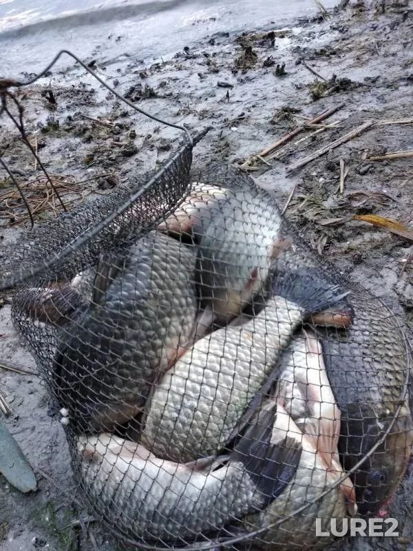 Crucian carp — Don, May 25, 2019
