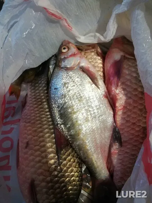 Bream, Crucian carp — Don, Apr 27, 2019
