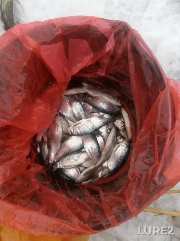 Roach — Lopukhovatoye, Jan 04, 2019