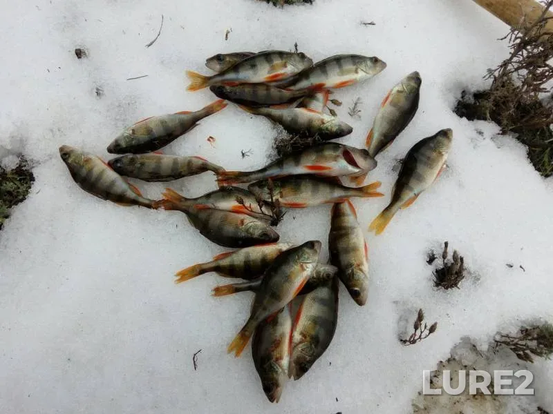 Perch — Grushevka, Dec 02, 2018