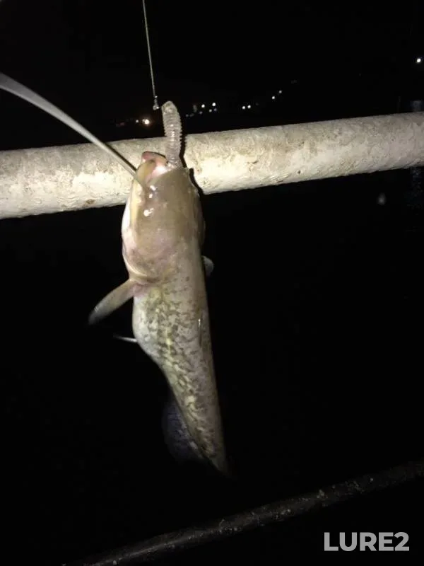 Wels catfish — Don, Sep 02, 2018