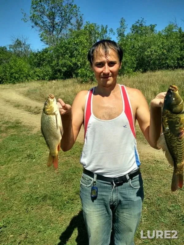 Carp — Rostovskaya oblast, Aug 14, 2018