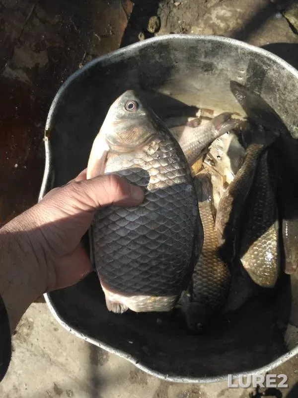 Crucian carp — Myortvyy Donets, Apr 08, 2018