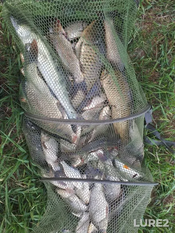 Carp, Crucian carp — Sredniy Yegorlyk, May 10, 2018