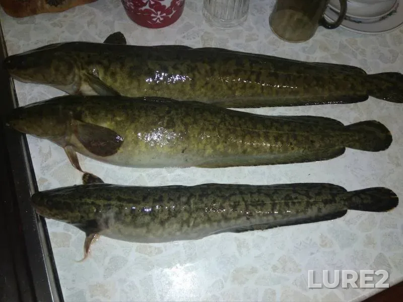 Burbot — Abakan, Apr 15, 2019