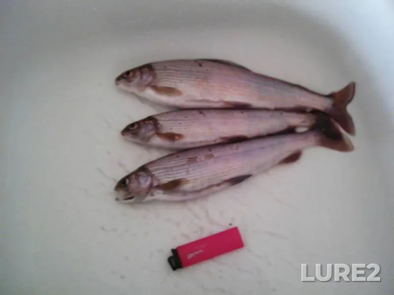 Burbot — protoka Tatysheva, Jul 23, 2019