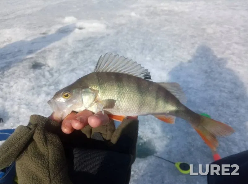 Perch — Krasnoyarskoye, Mar 30, 2019