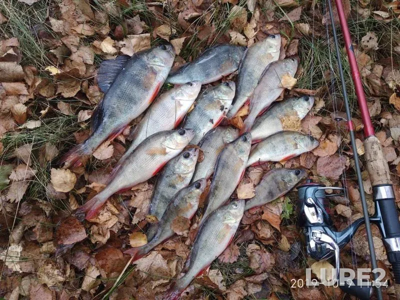 Perch — Brestskaya oblast, Stolinskiy rayon, Oct 09, 2019