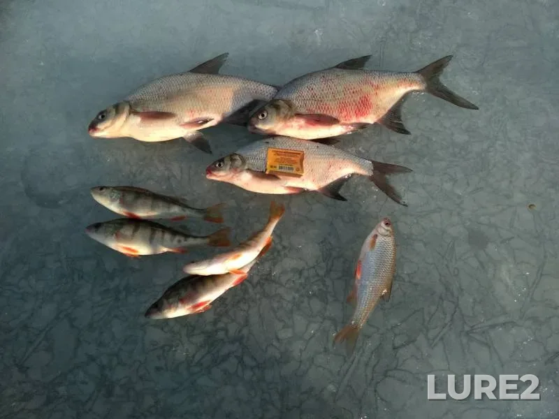 Bream, Perch — Krasnoyarskoye, Mar 25, 2019